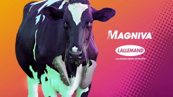 Lallemand Magniva